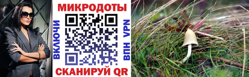 Галлюциногенные грибы Cubensis Новоржев
